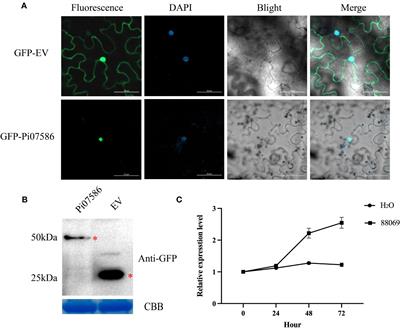 Deciphering the underlying immune network of the potato defense response inhibition by Phytophthora infestans nuclear effector Pi07586 through transcriptome analysis